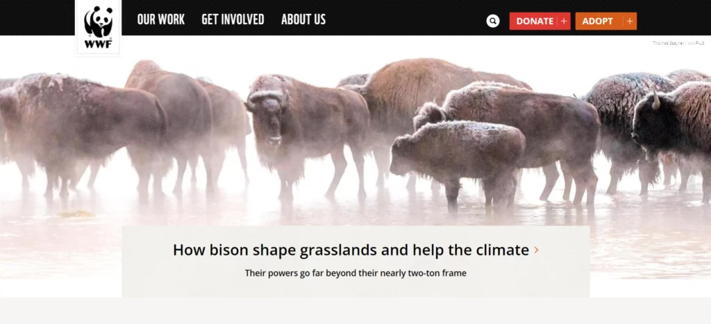 the world wildlife fund home page